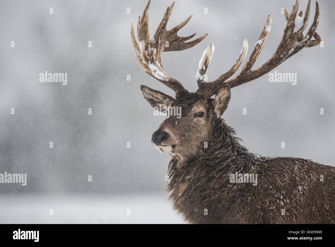 Red Deer (Cervus Elaphus) in the snow Stock Photo