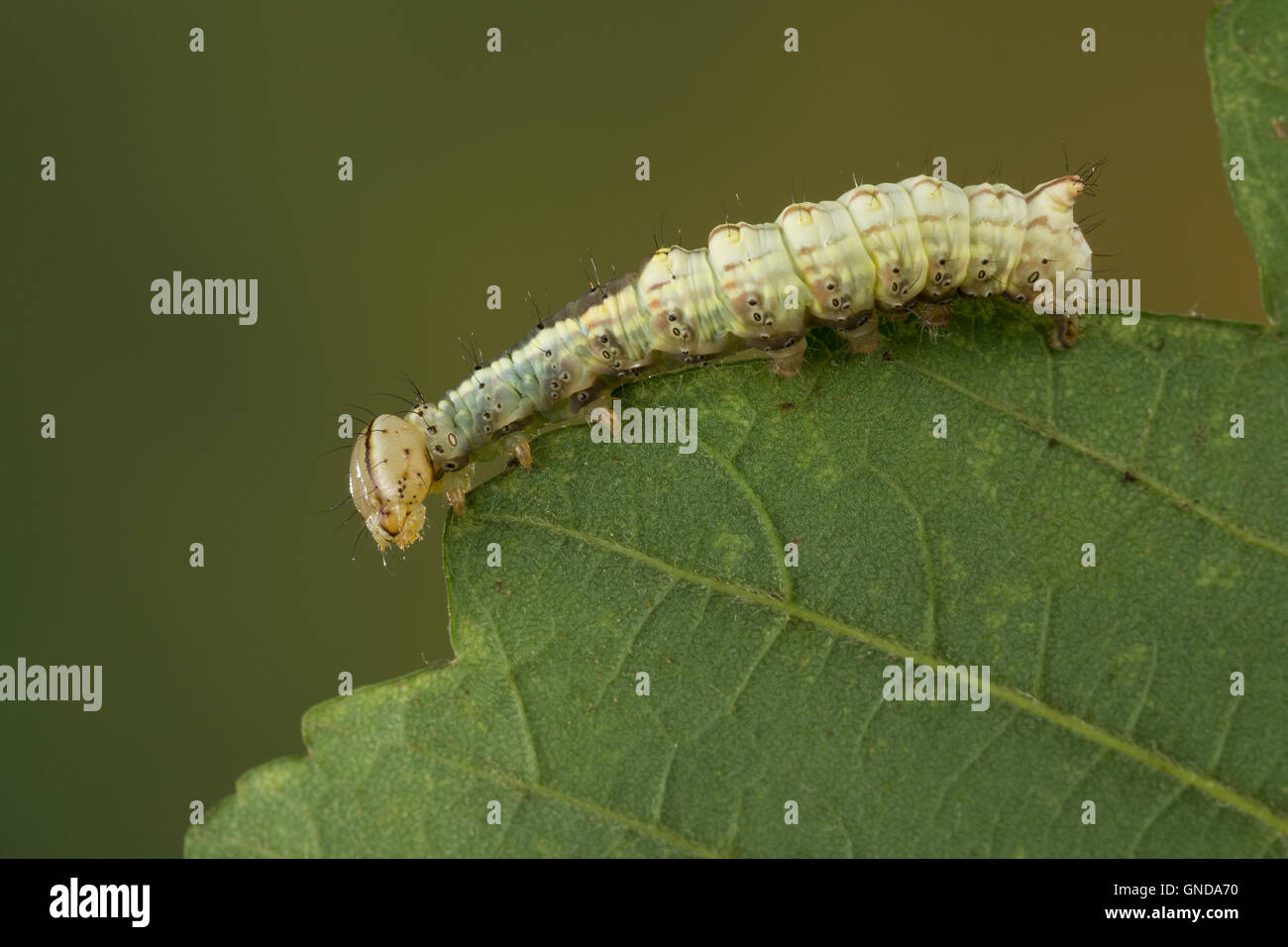 Ahorn-Zahnspinner, Raupe, Ahornzahnspinner, Ptilodon cucullina, Ptilodontella cucullina, Lophopteryx cuculla, Maple Prominent, c Stock Photo