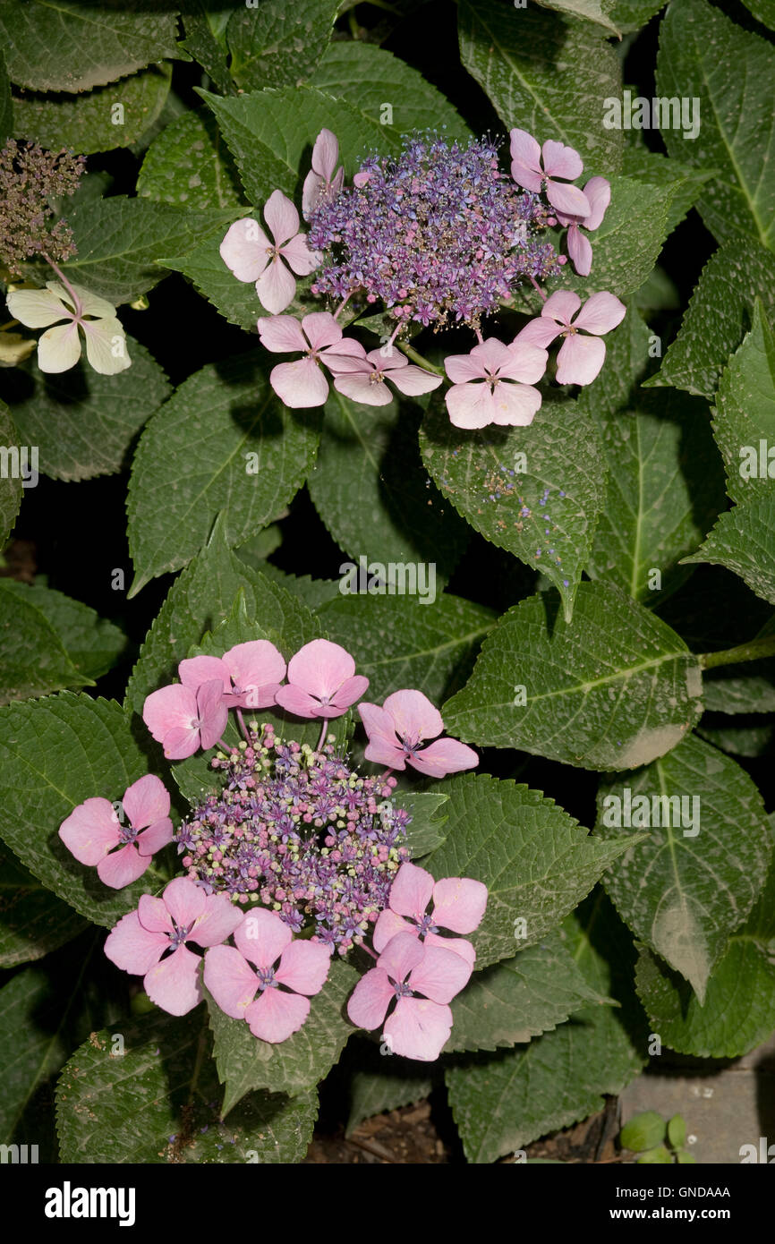 Shrub with pink flowers in themed garden at Earnley Butterflies Birds and Beasts Stock Photo