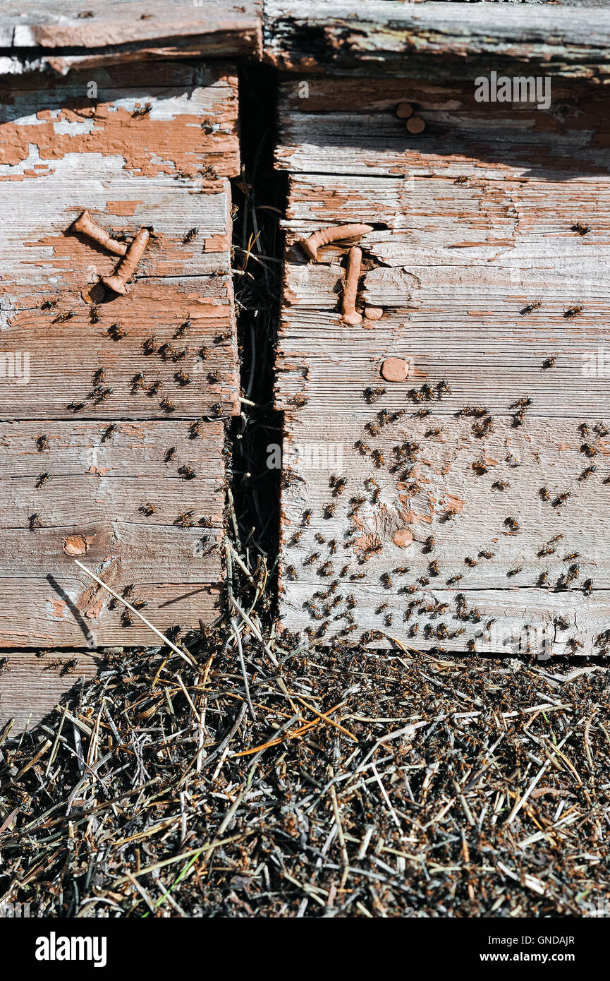 A cluster of ants near of the basis of a wooden building Stock Photo
