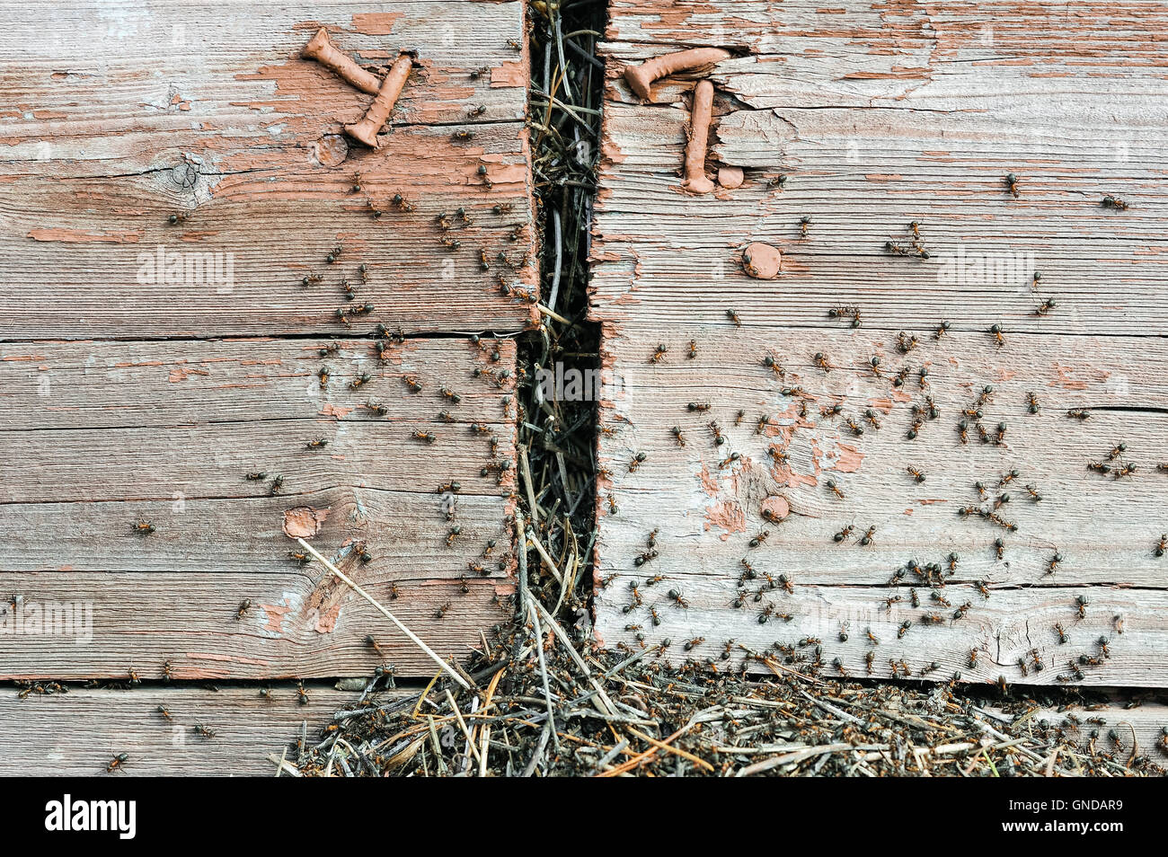 A cluster of ants near of the basis of a wooden building Stock Photo