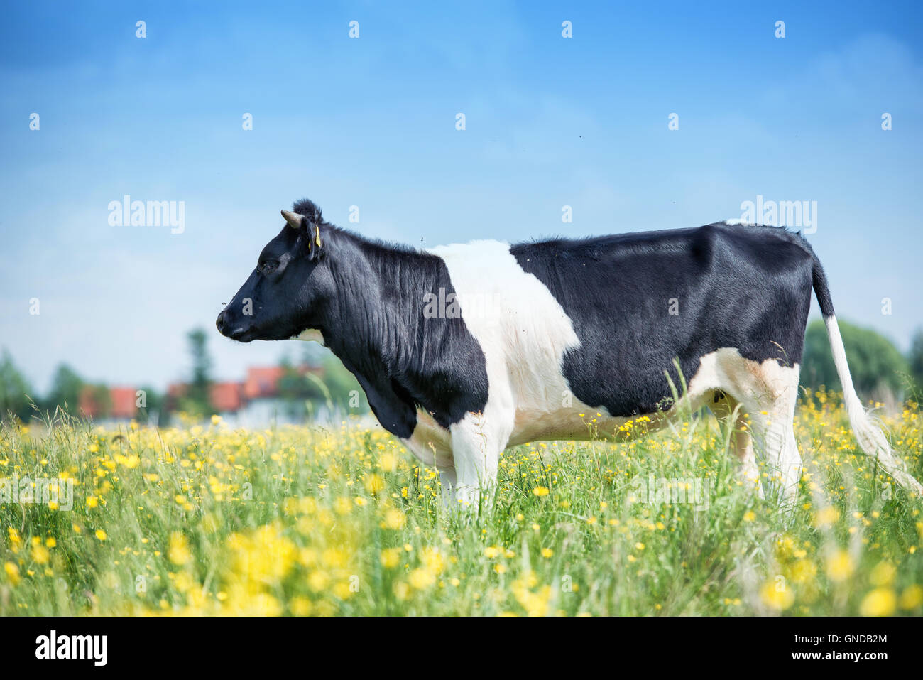 An image of cows graze on the green meadow Stock Photo - Alamy