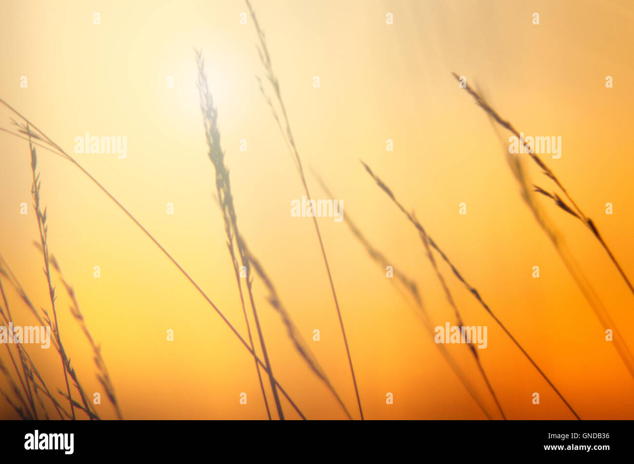 An image of grass silhouette at sunset Stock Photo - Alamy