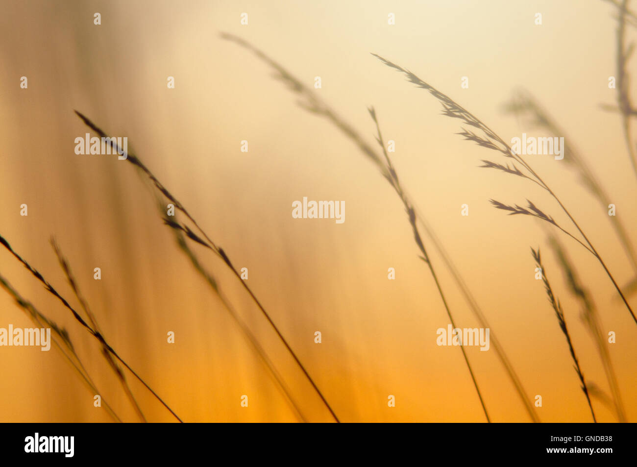 An image of grass silhouette at sunset Stock Photo - Alamy