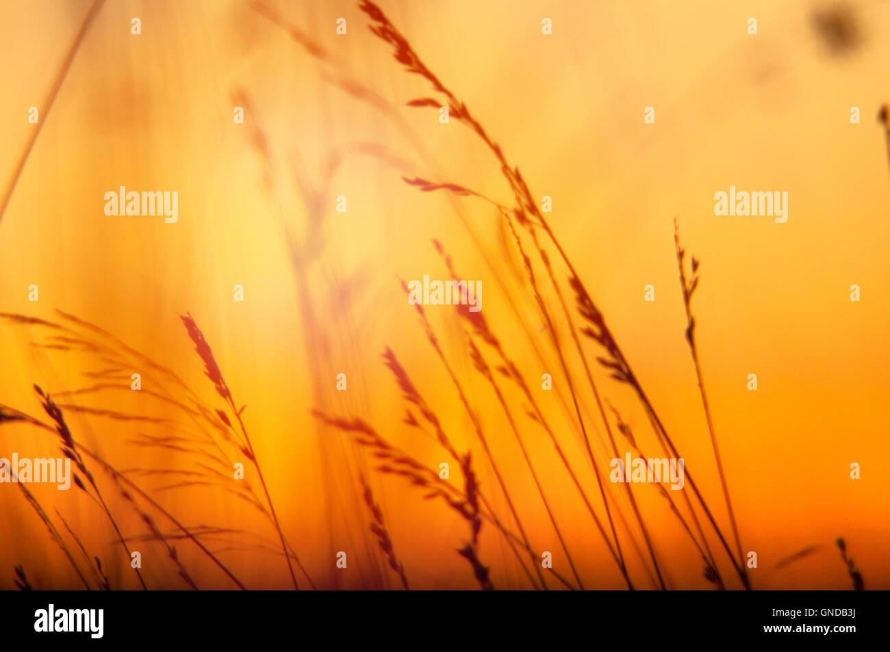 An image of grass silhouette at sunset Stock Photo