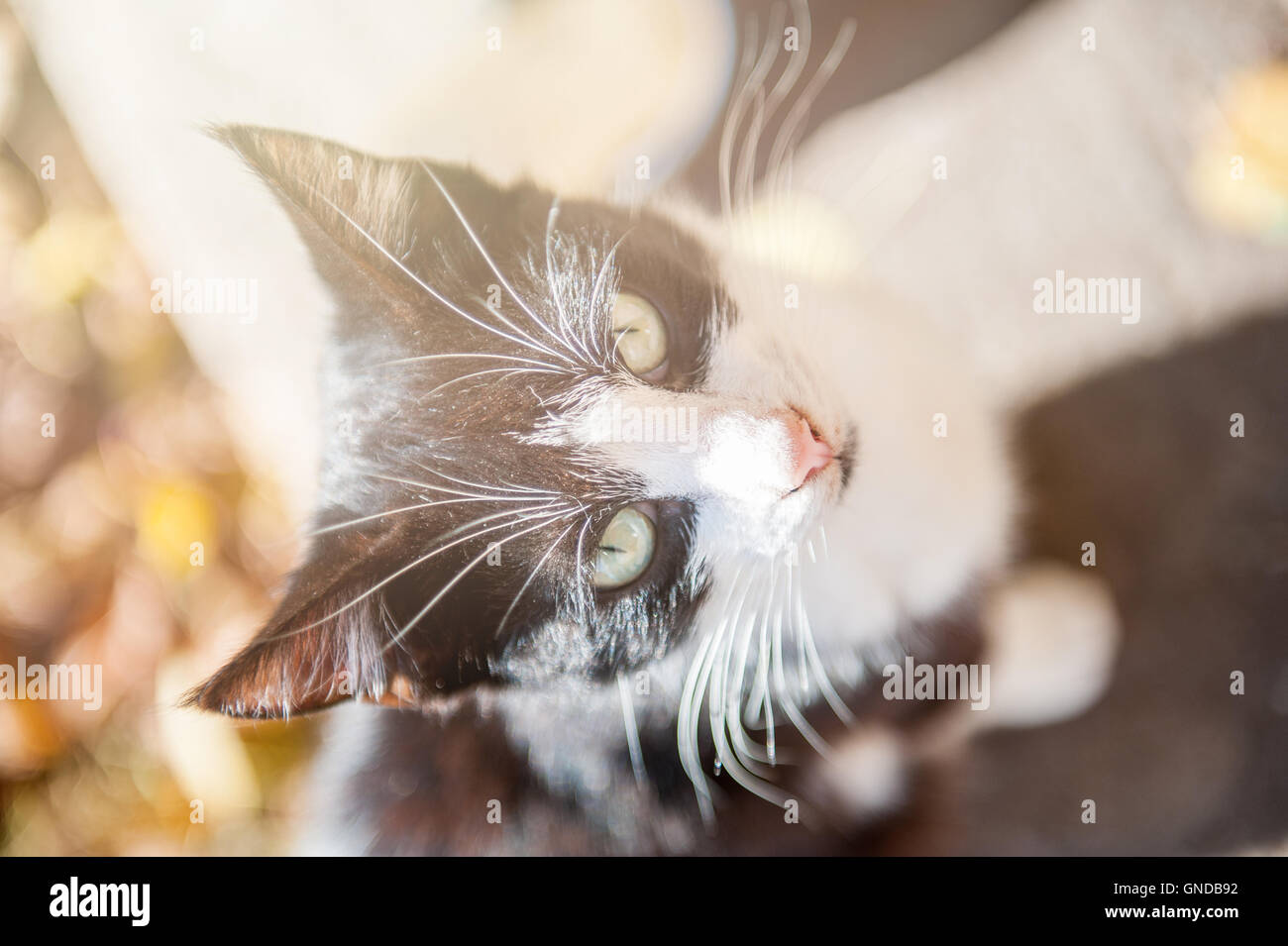 An image of a beautiful black cat at home Stock Photo Alamy