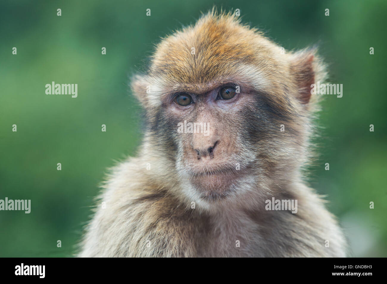 Barbary macaque (Macaca sylvanus) in Gibraltar Stock Photo