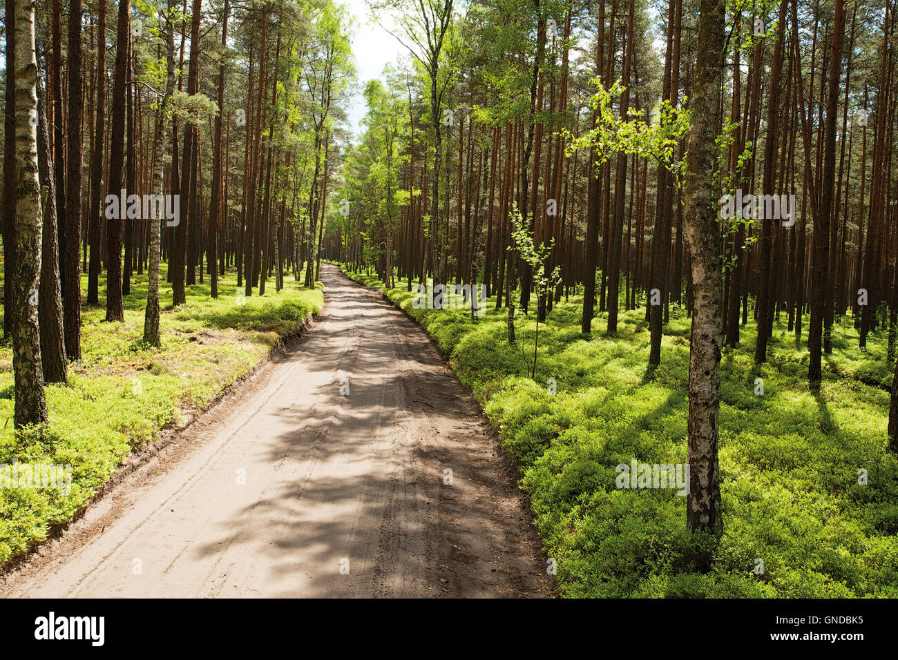 sandy rural road in pine forest with blueberries bushes Stock Photo