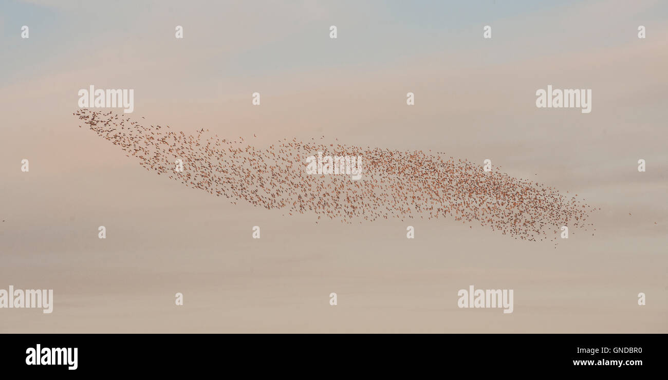 Flock of Knot (Calidris Canutus) at Snettisham Stock Photo