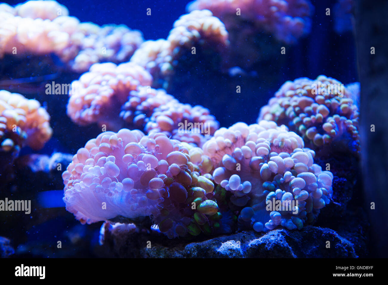 Dream of underwater photography algae in the aquarium Stock Photo
