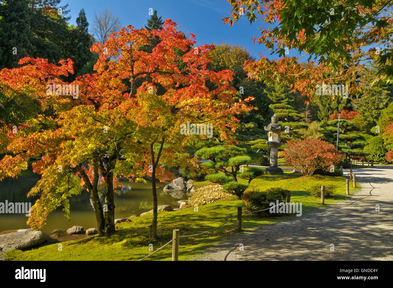 Colorful Autumn Trees along Winding Path and Pond in Japanese Garden. Landscape. Stock Photo
