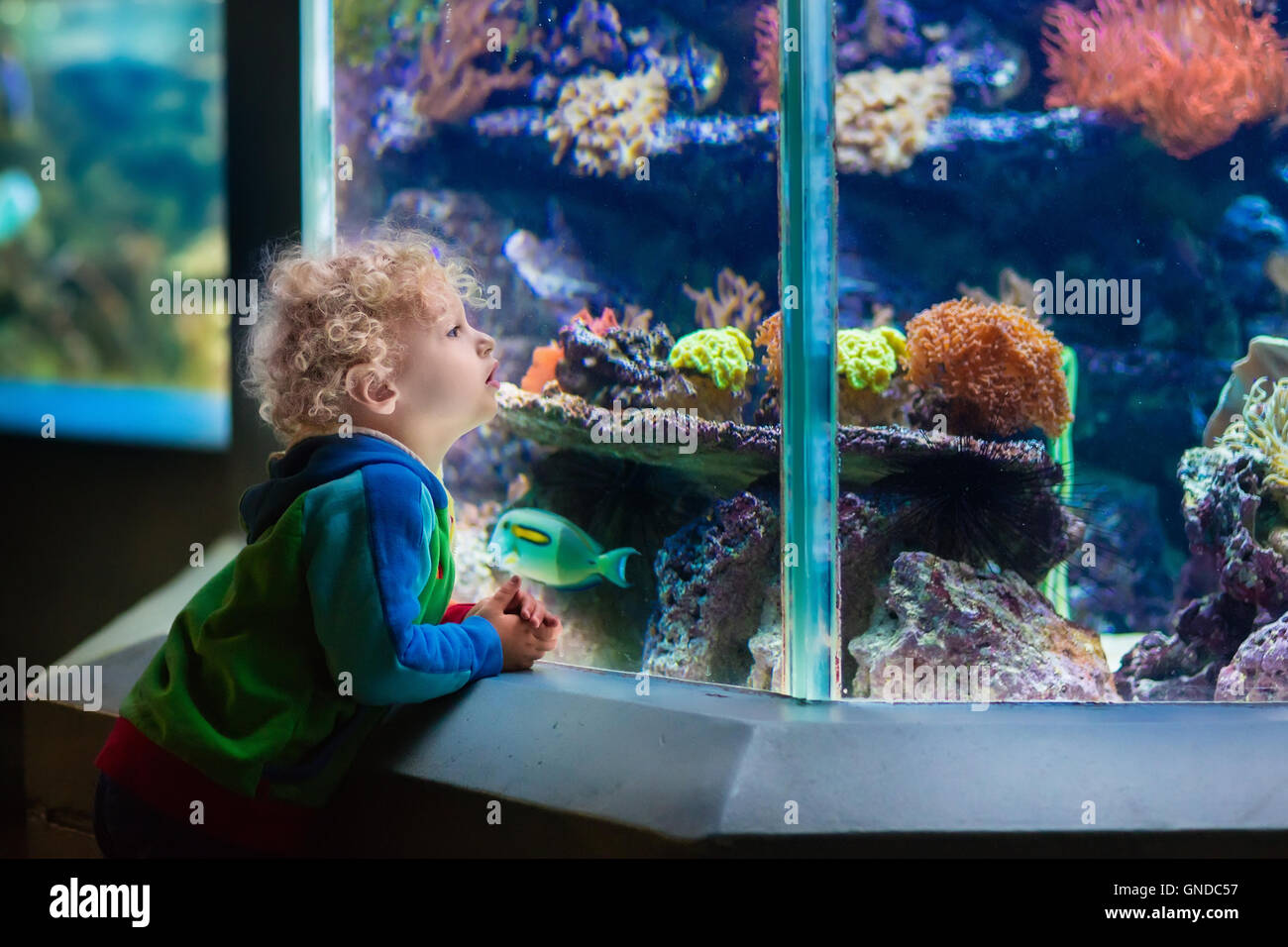 Little boy watching tropical coral fish in large sea life tank. Kids at the zoo aquarium. Stock Photo