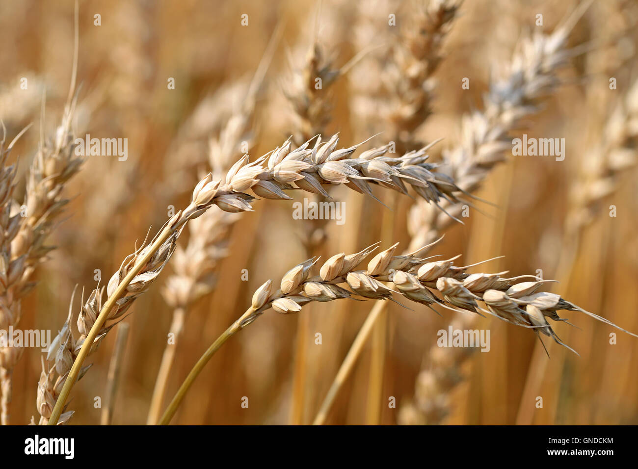 Close up of two ears of ripe wheat growing on a field at harvest time in early autumn. Shallow depth of field. Stock Photo