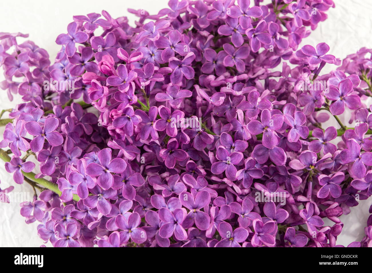 Purple lilac flowers on white textile background Stock Photo
