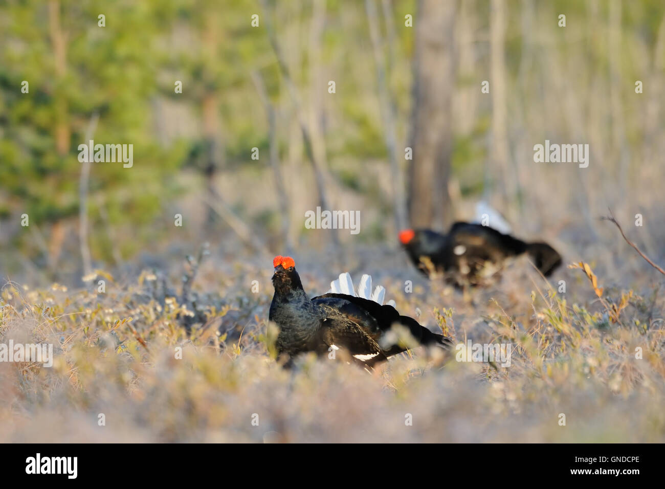 Male Black Grouses (Tetrao tetrix) at swamp courting place early in the morning. Stock Photo