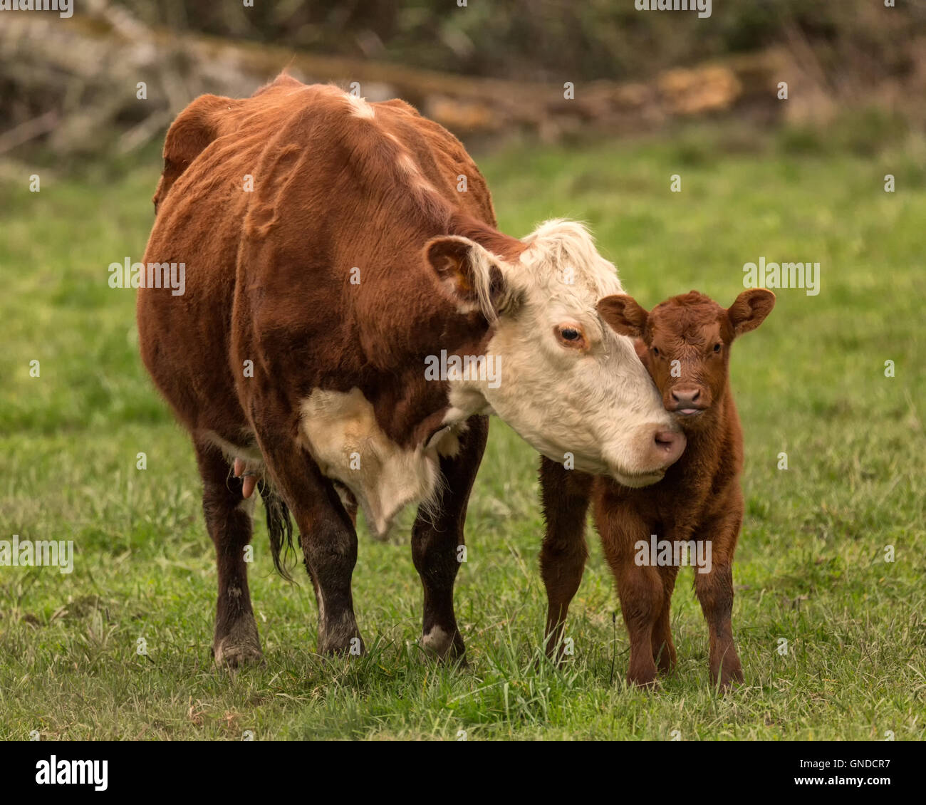 Bovine Madonna Stock Photo