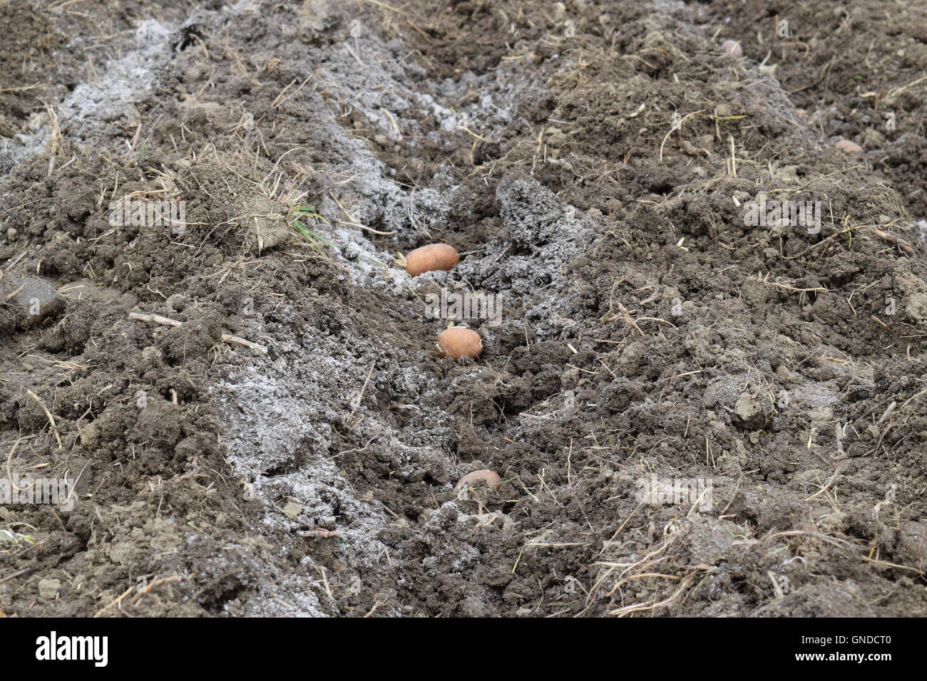 Prepared planting potato seeds tubers hi-res stock photography and ...