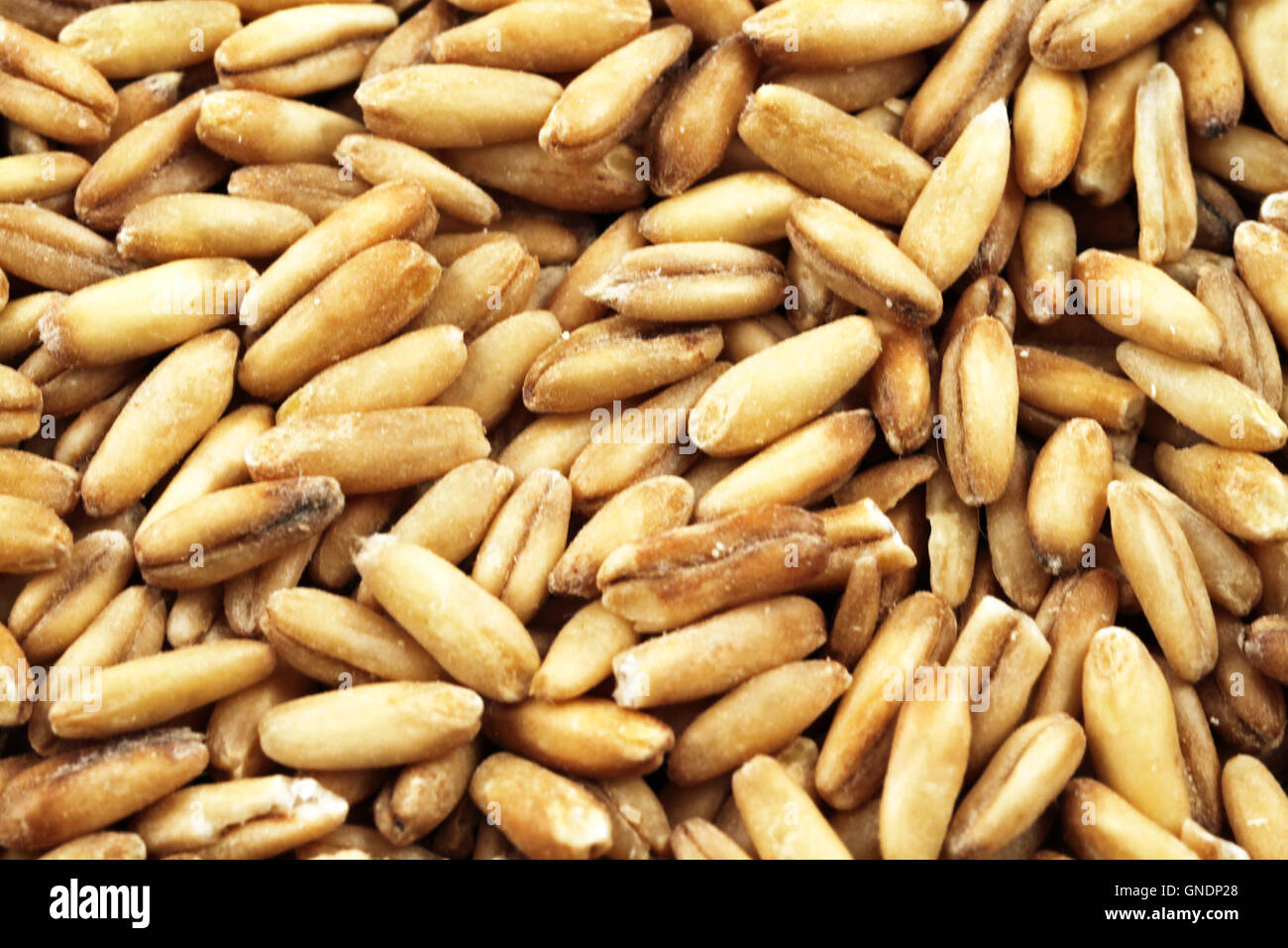 A macro image of whole grain oats Stock Photo Alamy