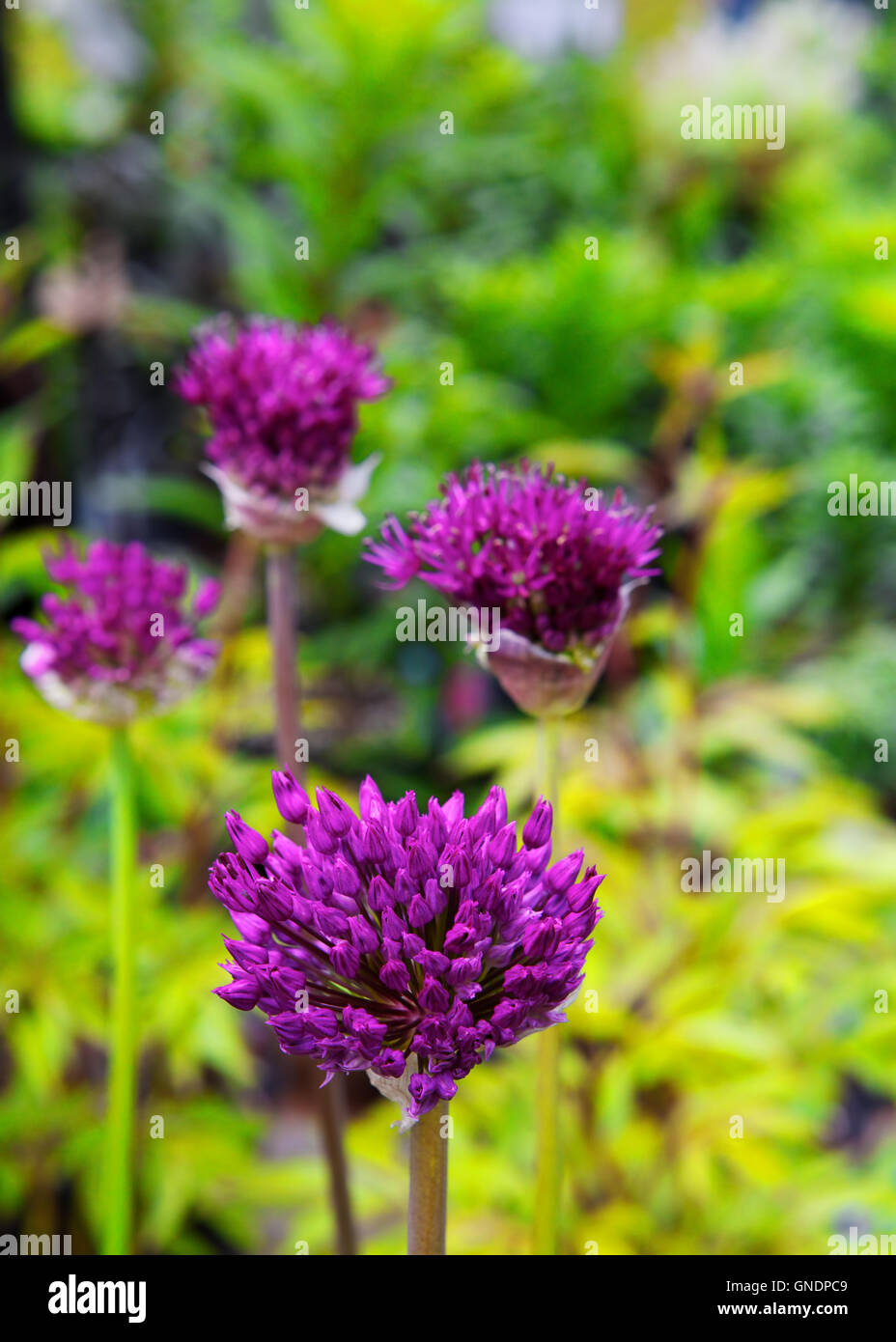Purple Allium Flower Stock Photo Alamy