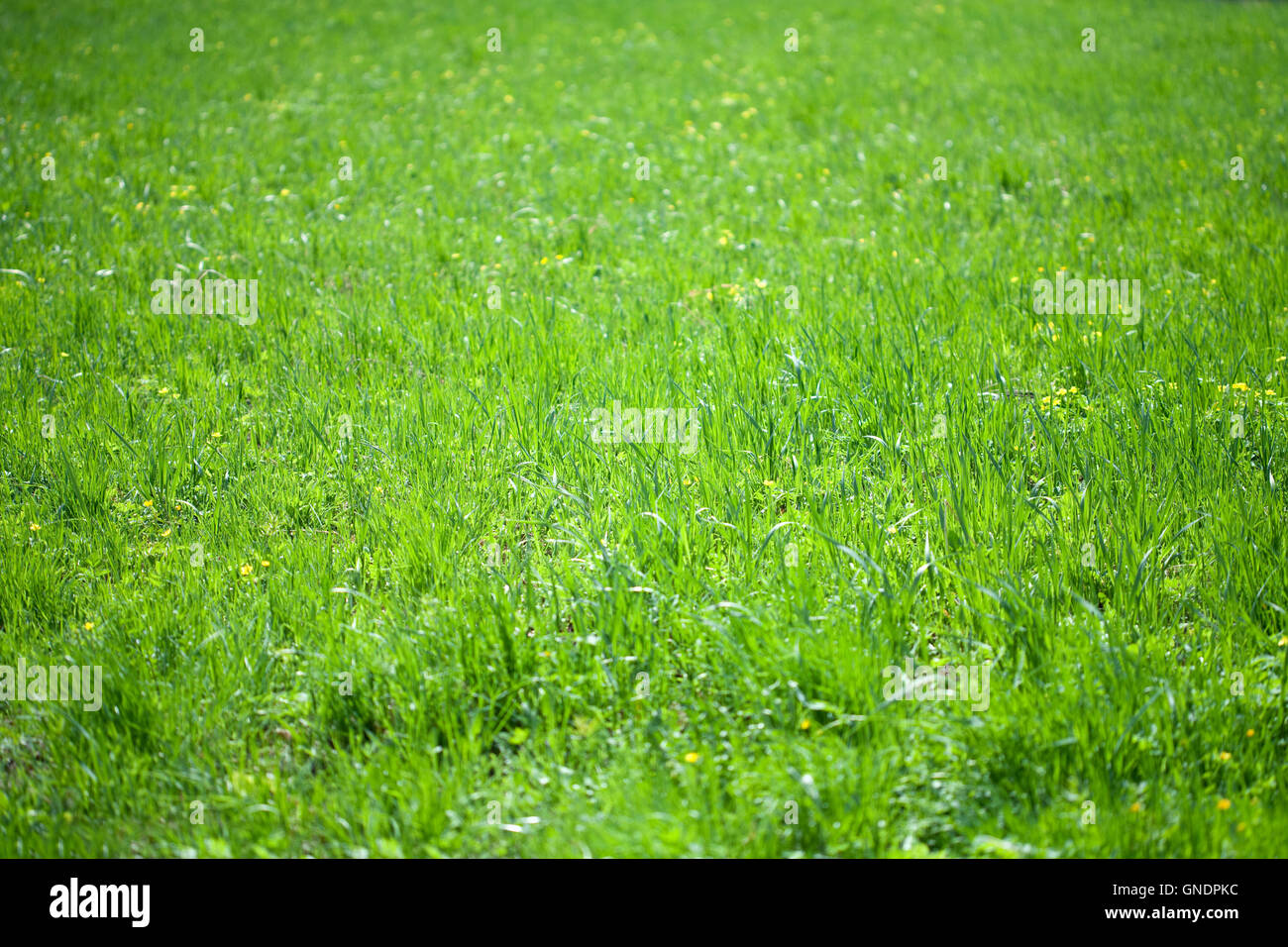 green grass background Stock Photo - Alamy
