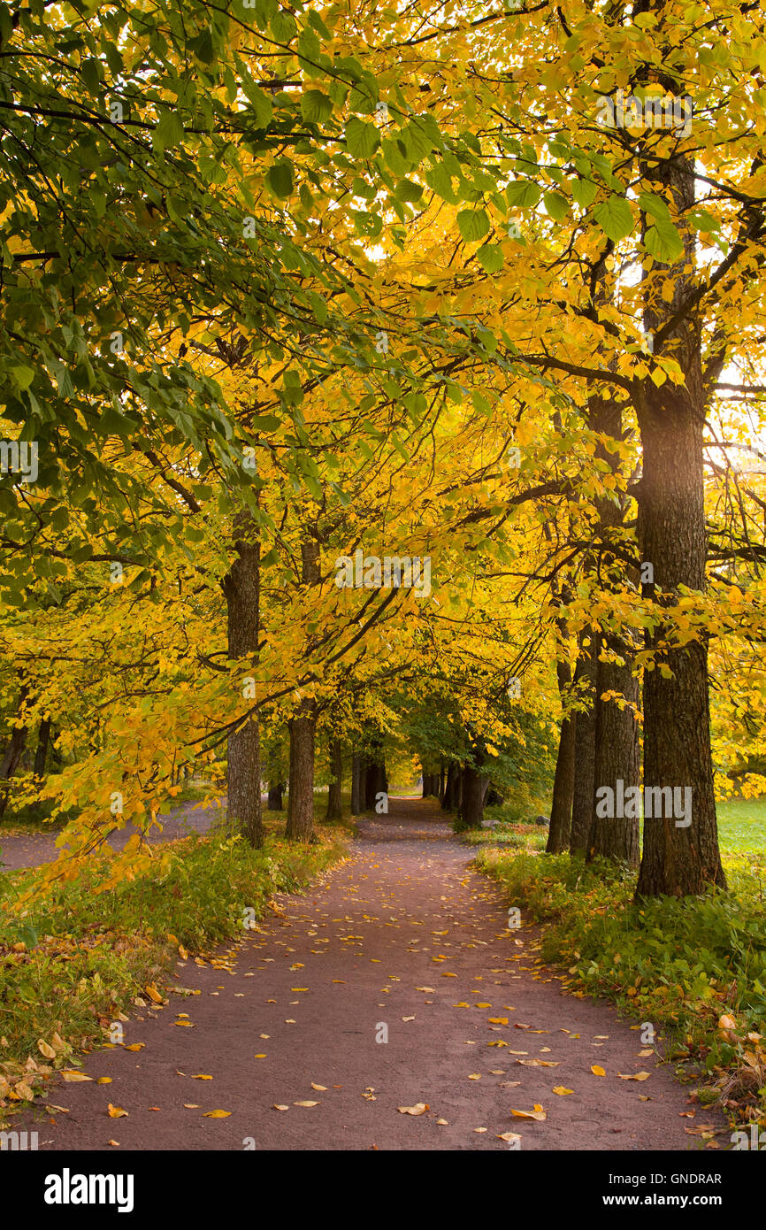 autumn alley in the park Stock Photo - Alamy