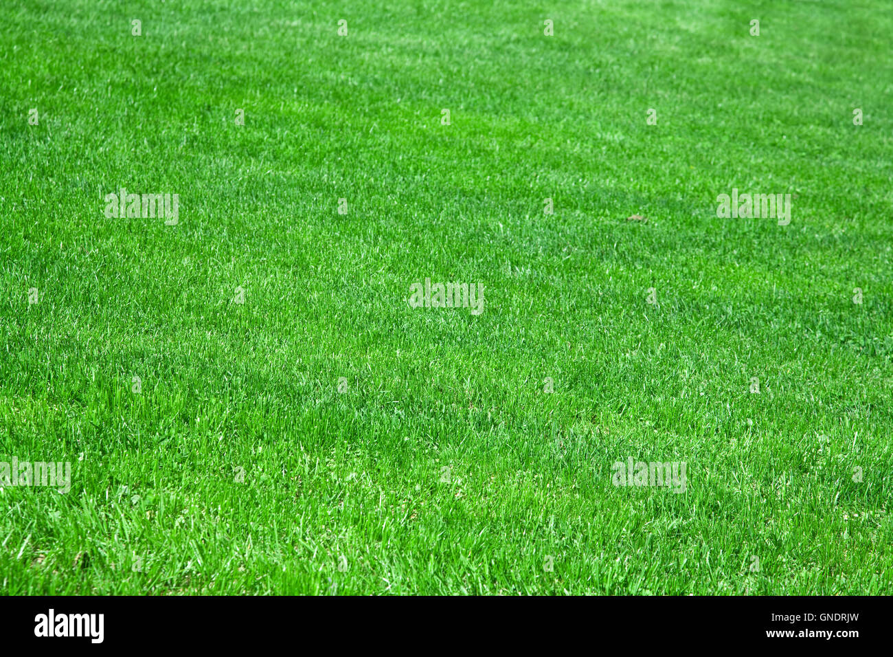 green grass background Stock Photo - Alamy
