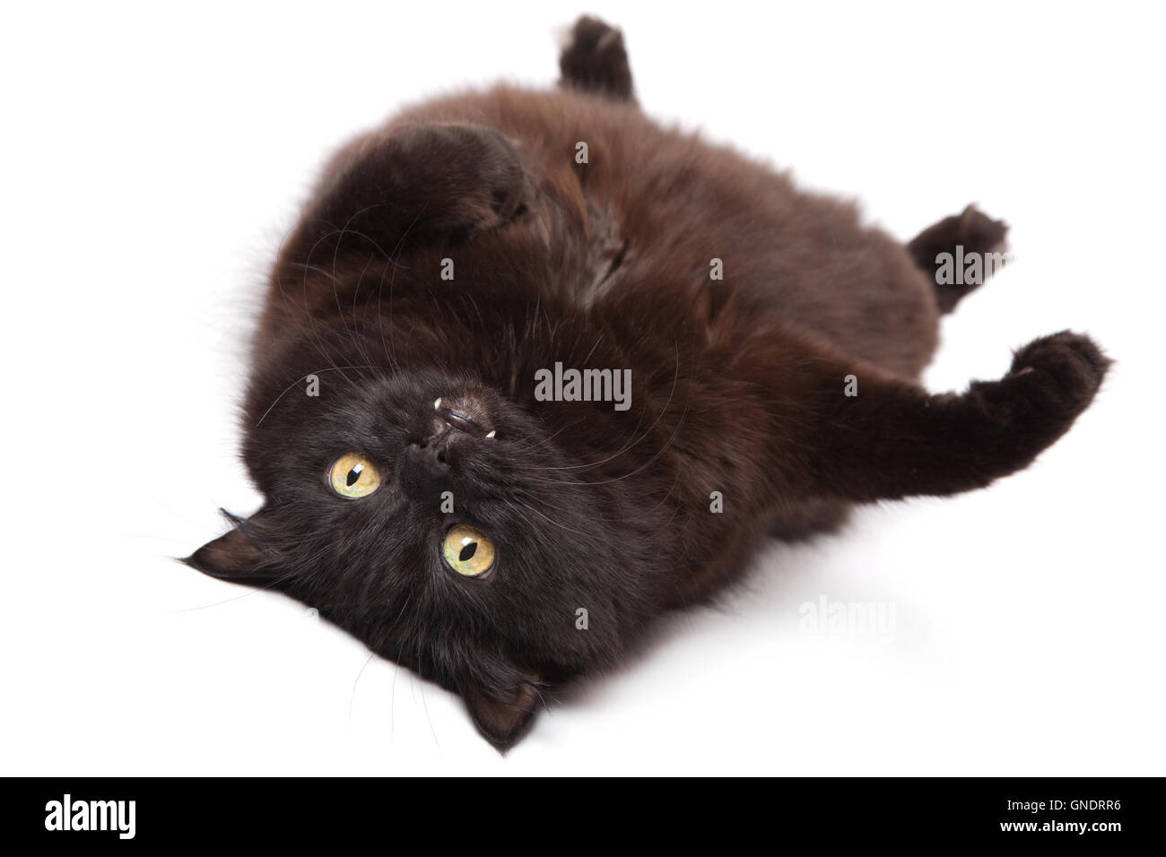 lying black cat isolated Stock Photo - Alamy