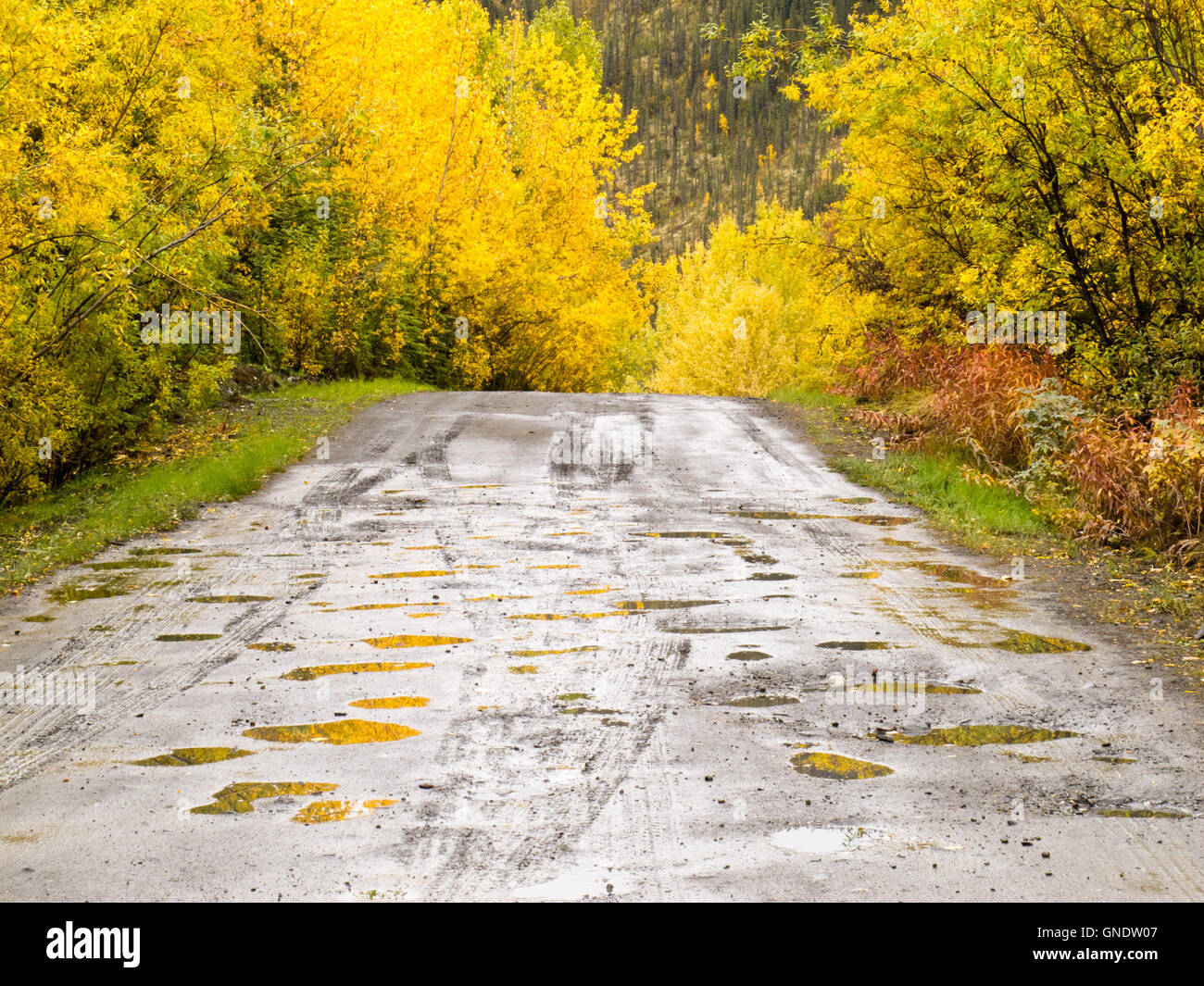 Fall rain on rural dirt road thru yellow willows Stock Photo - Alamy