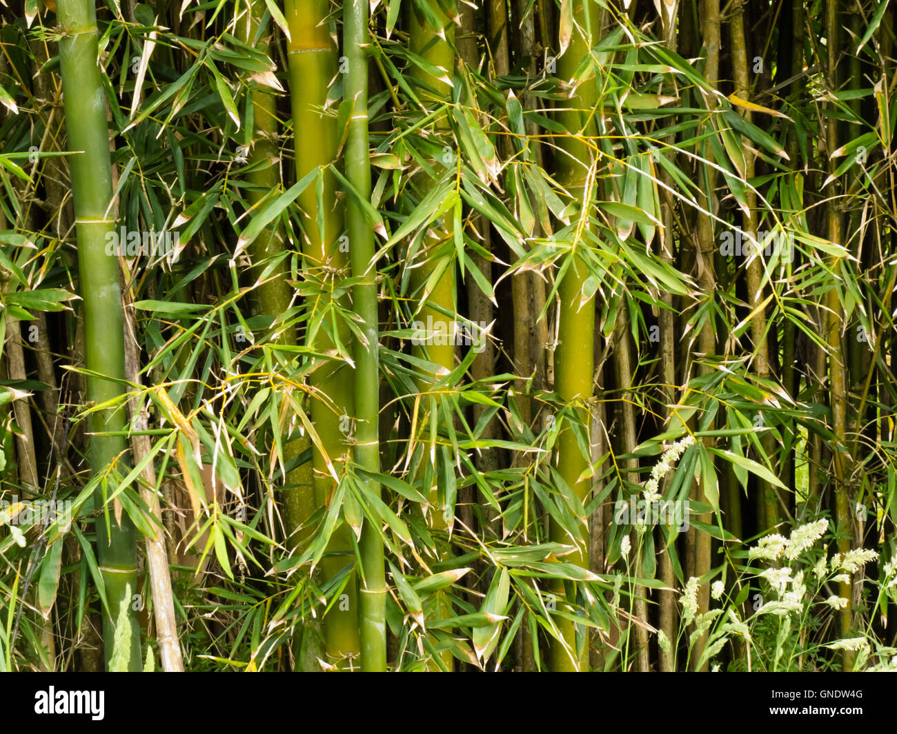 Green bamboo plants background texture pattern Stock Photo