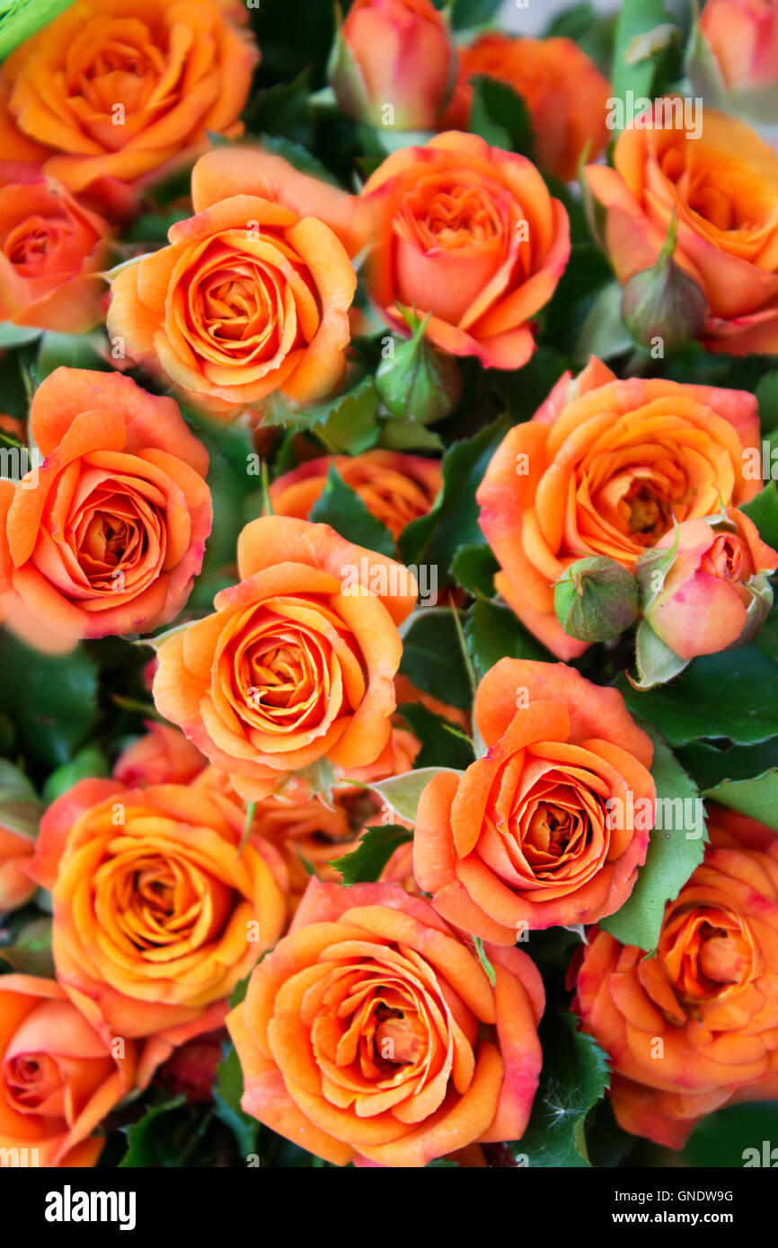 Apricot roses bouquet Stock Photo - Alamy