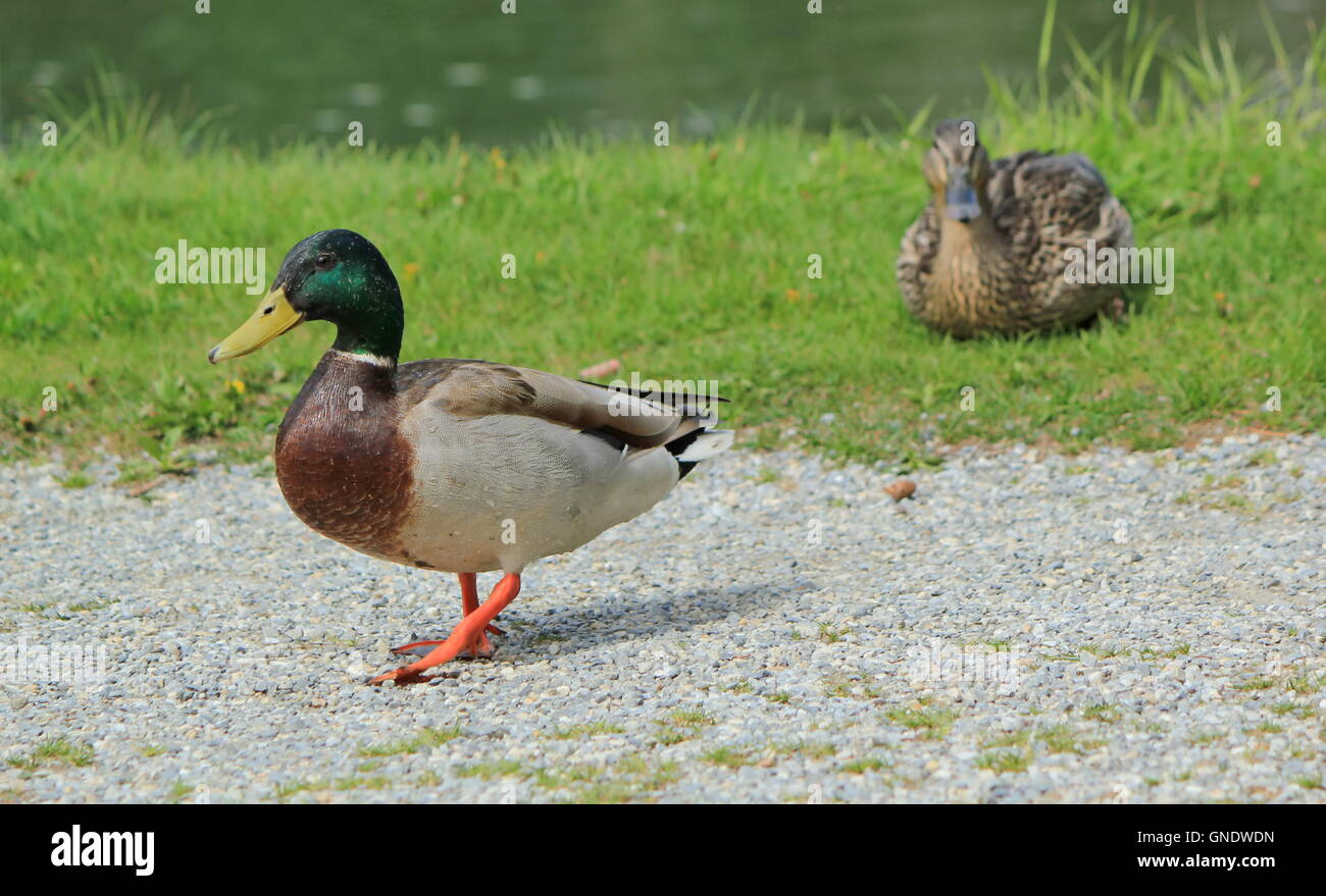 Couple of mallard ducks Stock Photo - Alamy