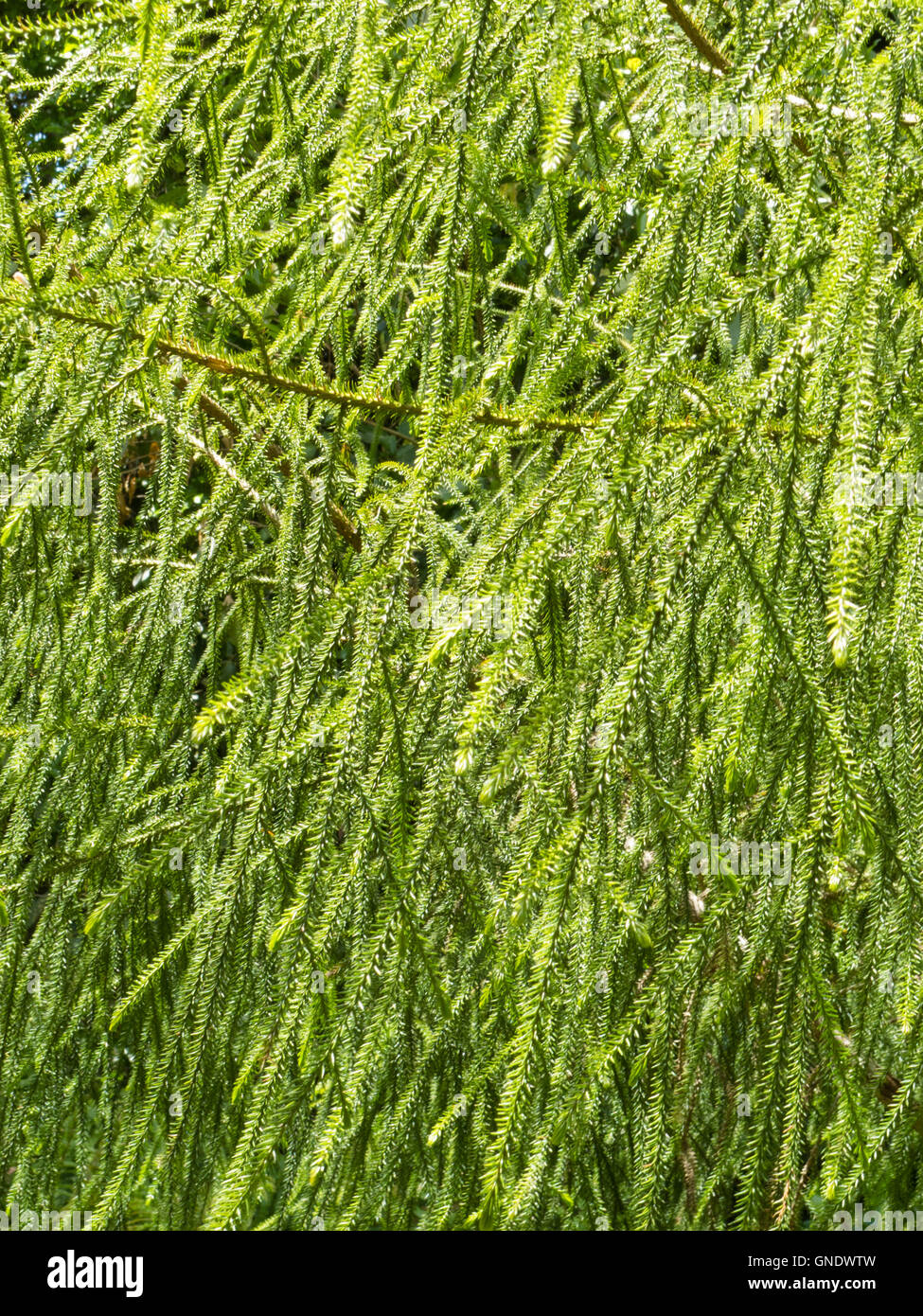 Leaves of NZ Rimu tree background texture pattern Stock Photo