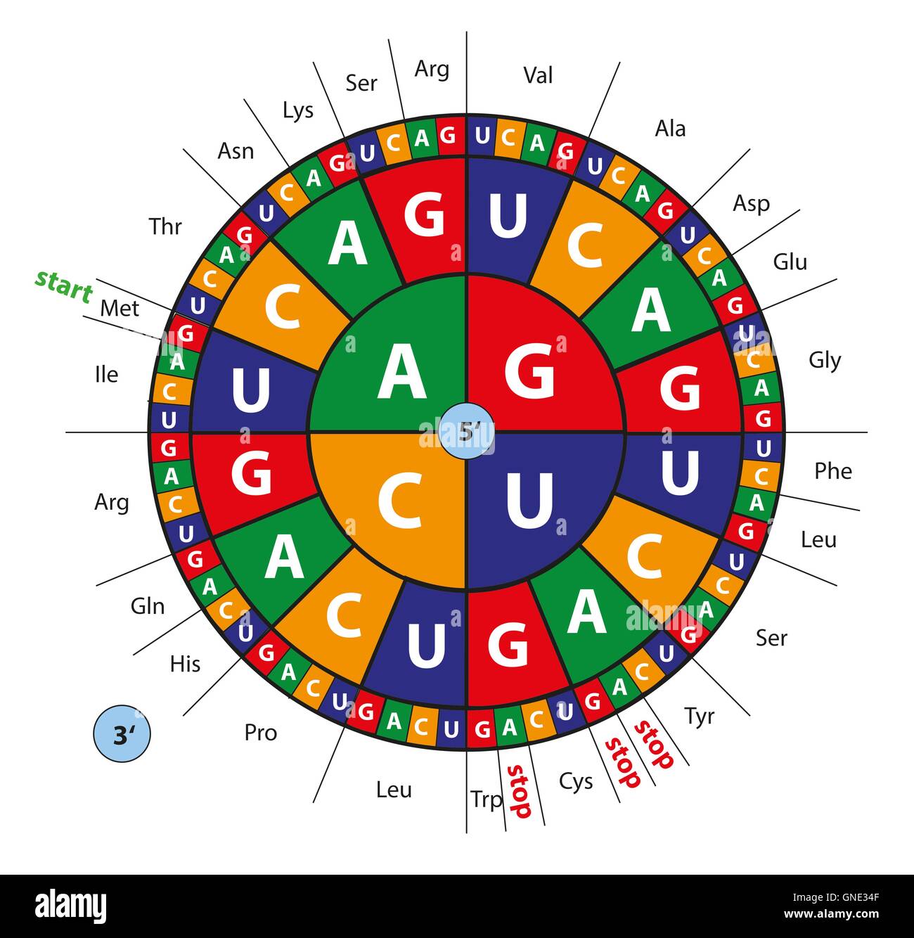 genetics - codon wheel for encoding nuleotide sequence Stock Photo
