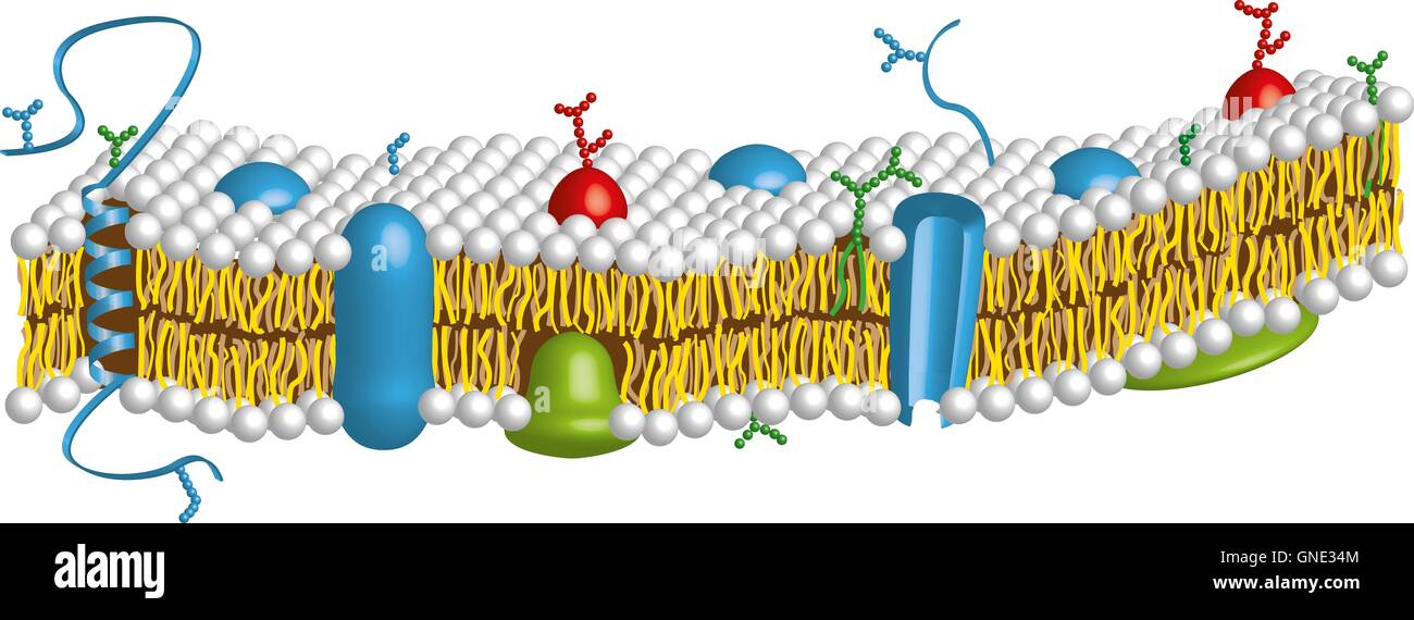 part of a cell membrane with double layer Stock Photo