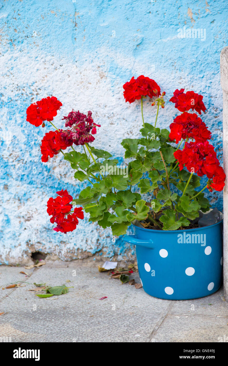 Red geraniums in a blue pot with white polka dots Stock Photo
