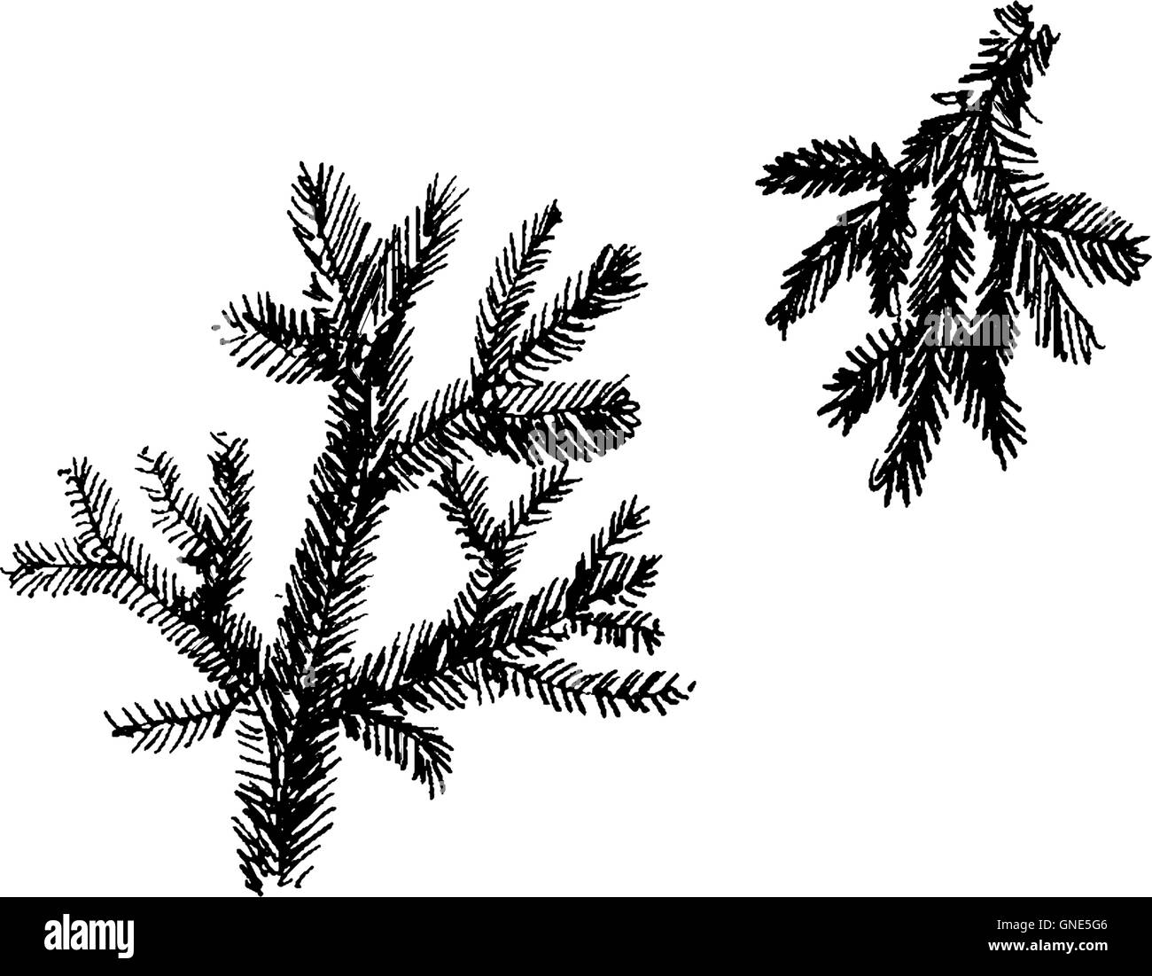 Needles green background Black and White Stock Photos & Images - Alamy