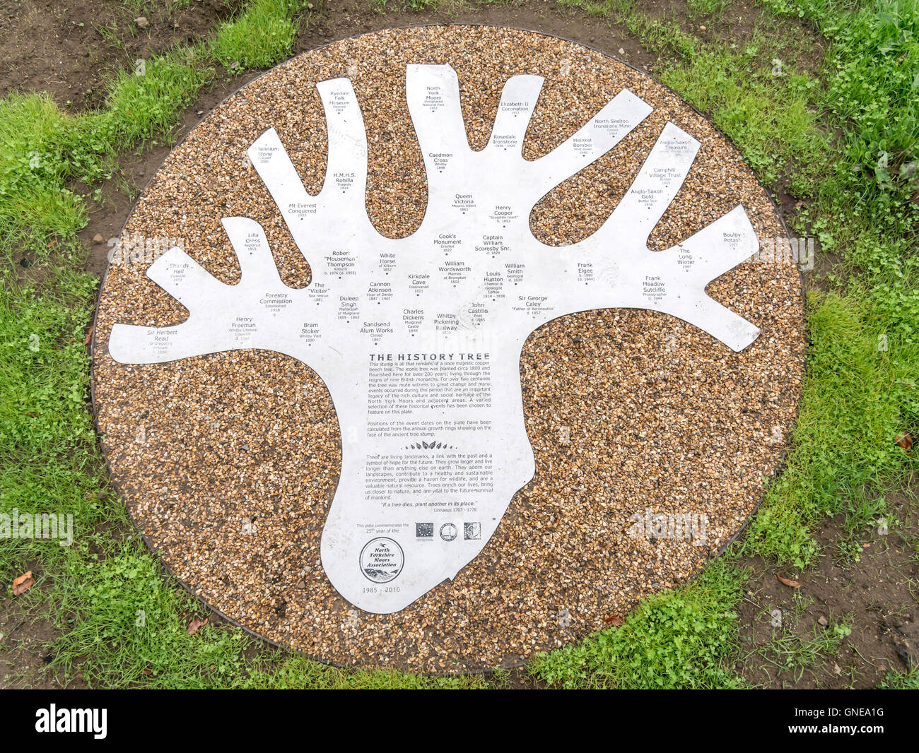History Tree on the stump of a copper beech tree at North Yorkshire