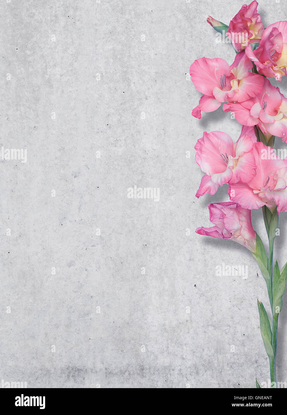 Pink lily on a background of a concrete wall, texture, Free place. Stock Photo