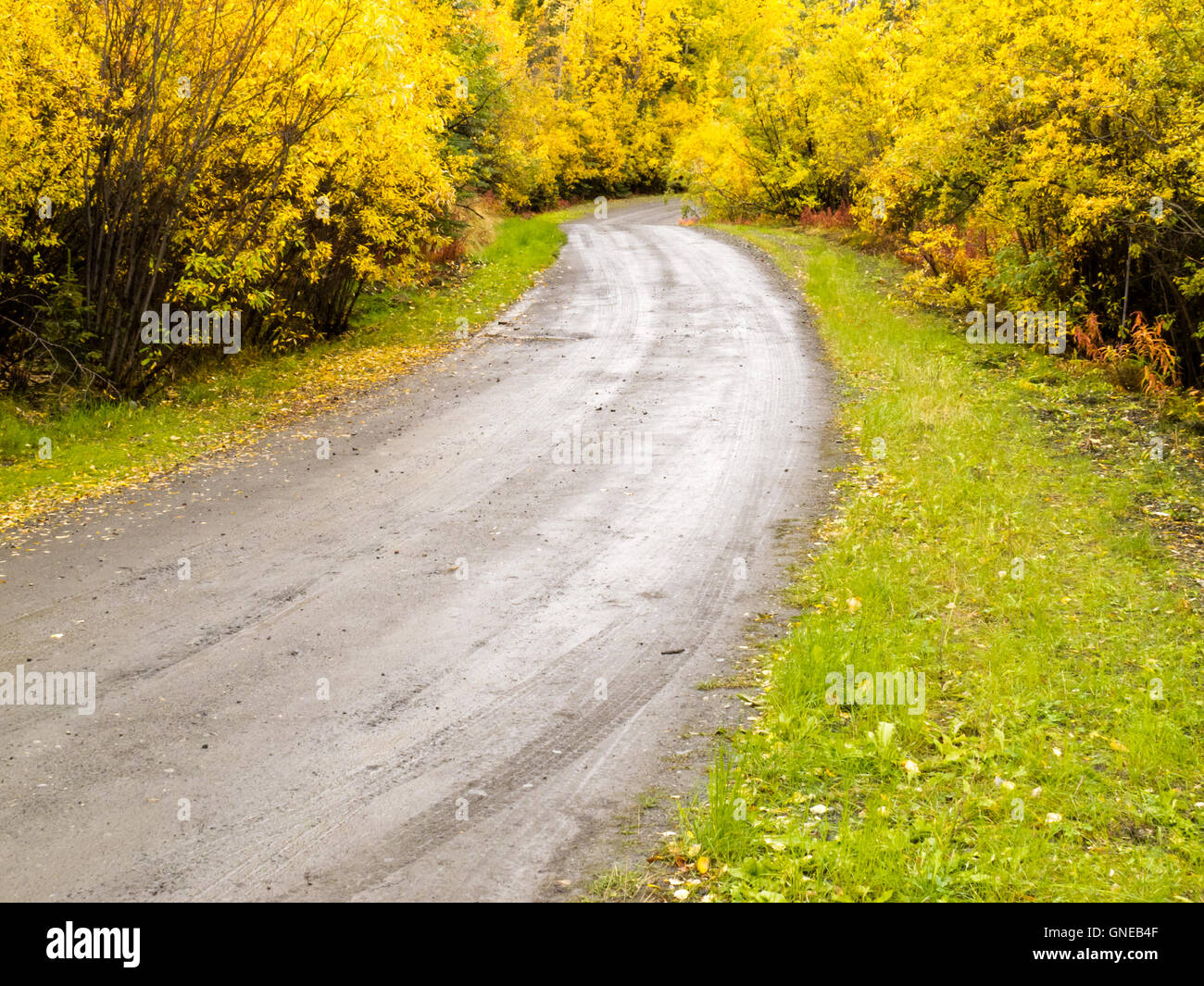 Fall rain on rural dirt road thru yellow willows Stock Photo - Alamy