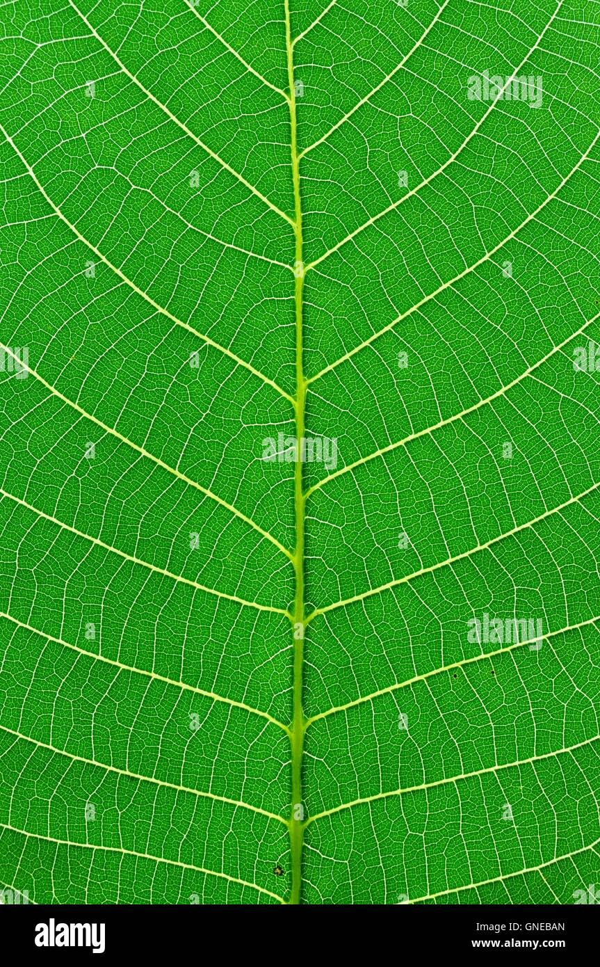 Leaf rib hi-res stock photography and images - Alamy