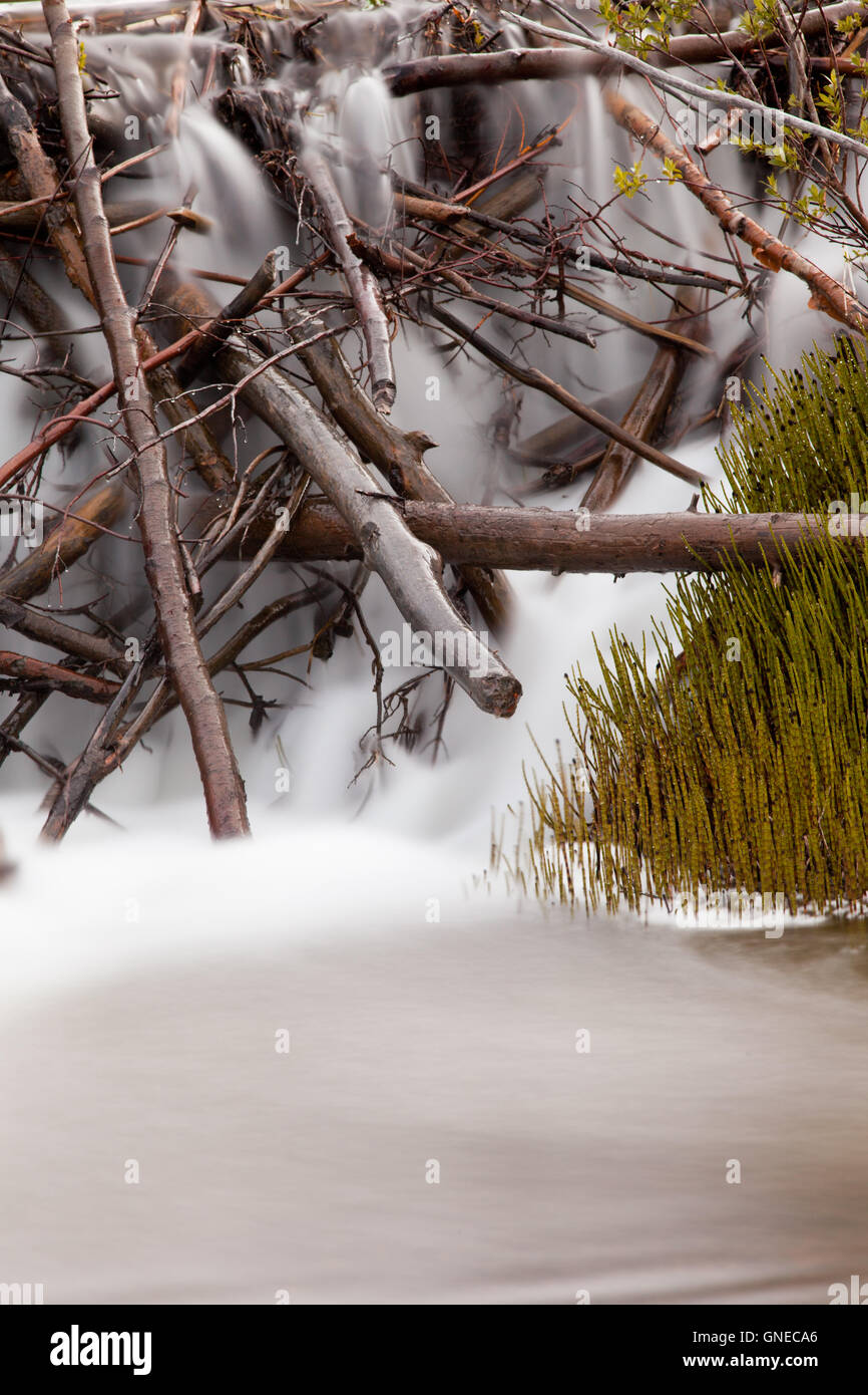 Waterfall cascading over wood debris of beaver dam Stock Photo