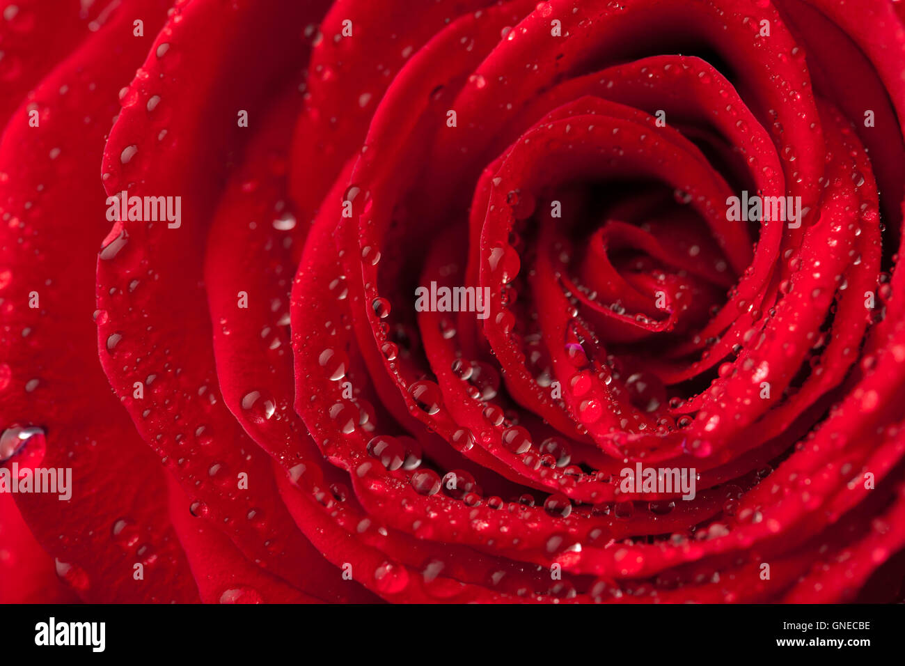 beautiful red rose with water droplets Stock Photo - Alamy