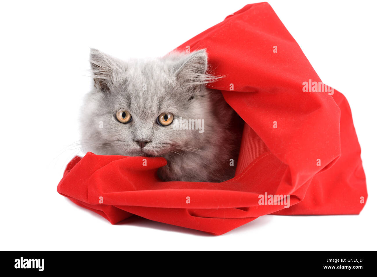 kitten in red bag isolated Stock Photo Alamy
