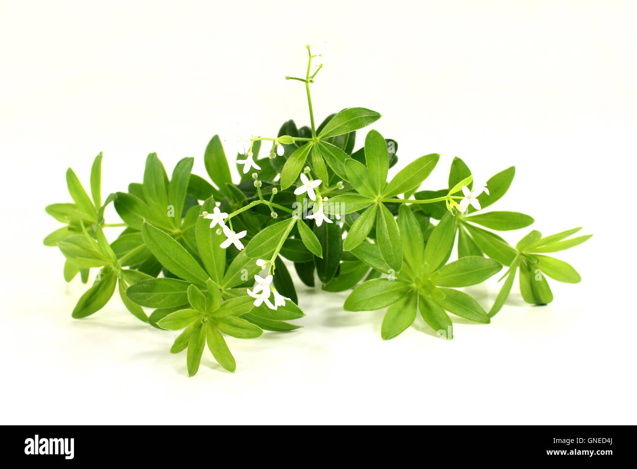 sweet woodruff Stock Photo Alamy