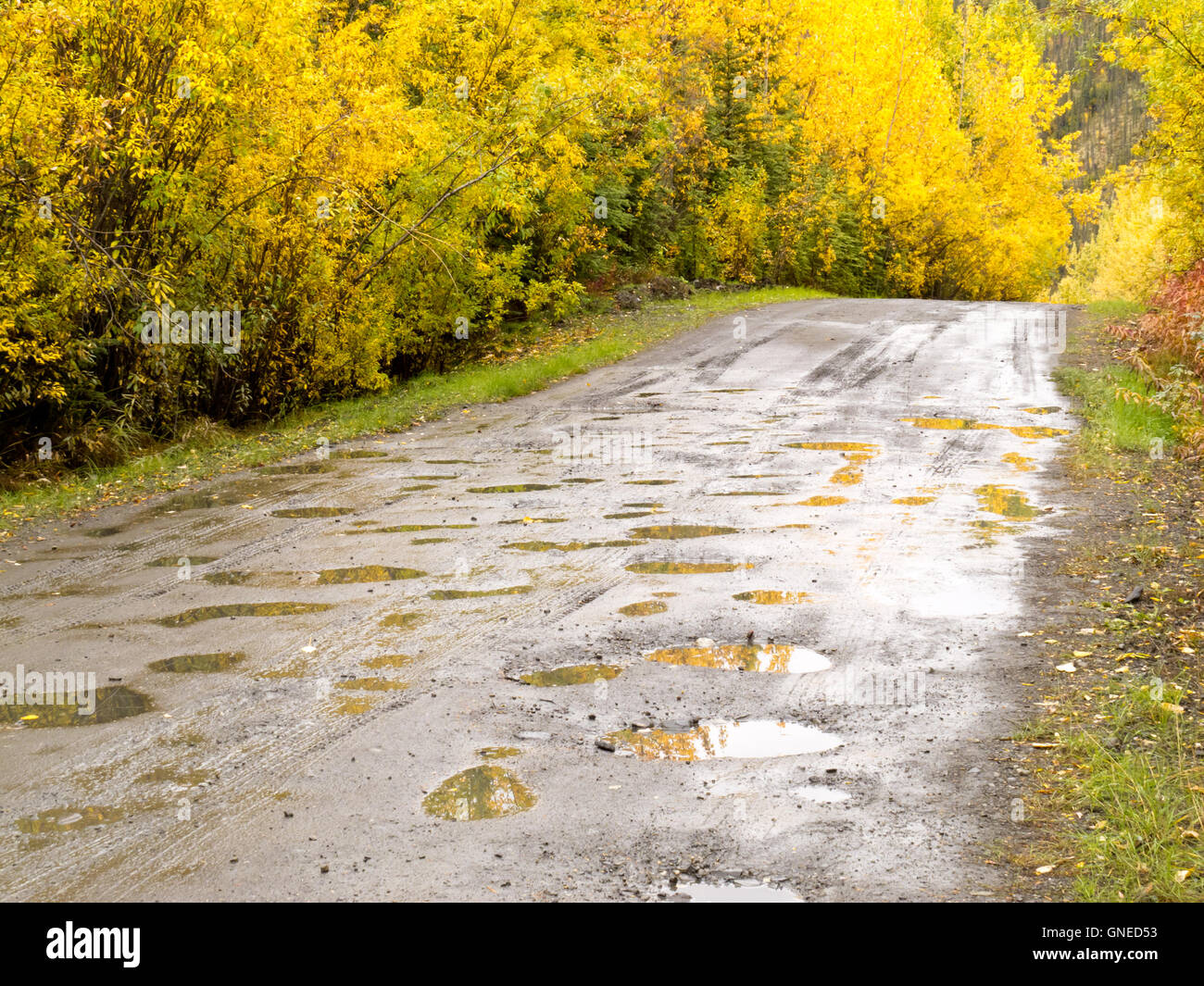 Fall rain on rural dirt road thru yellow willows Stock Photo - Alamy