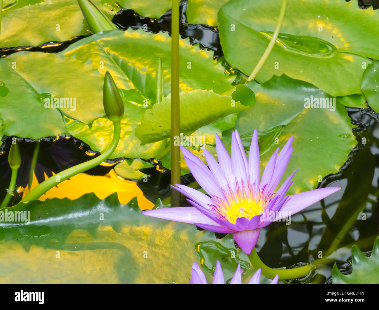 Nymphaea, King of the Blues, tropical waterlily Stock Photo