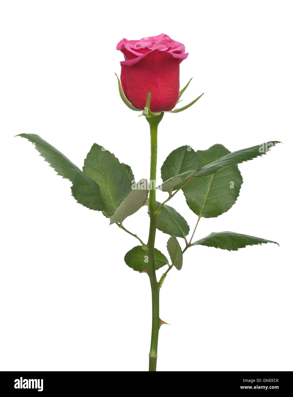 red rose isolated Stock Photo - Alamy