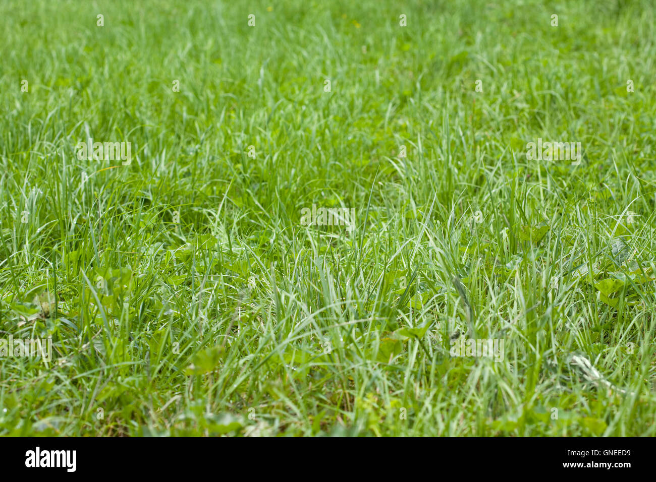 green grass background Stock Photo - Alamy