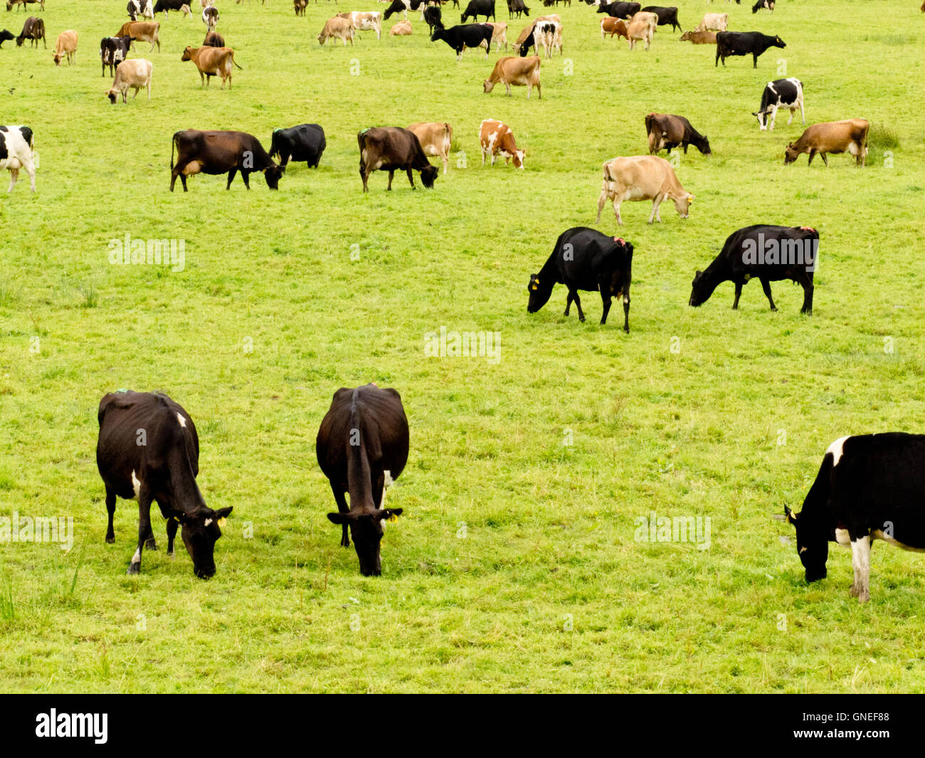 Herd of cows on lush green meadow pasture Stock Photo - Alamy