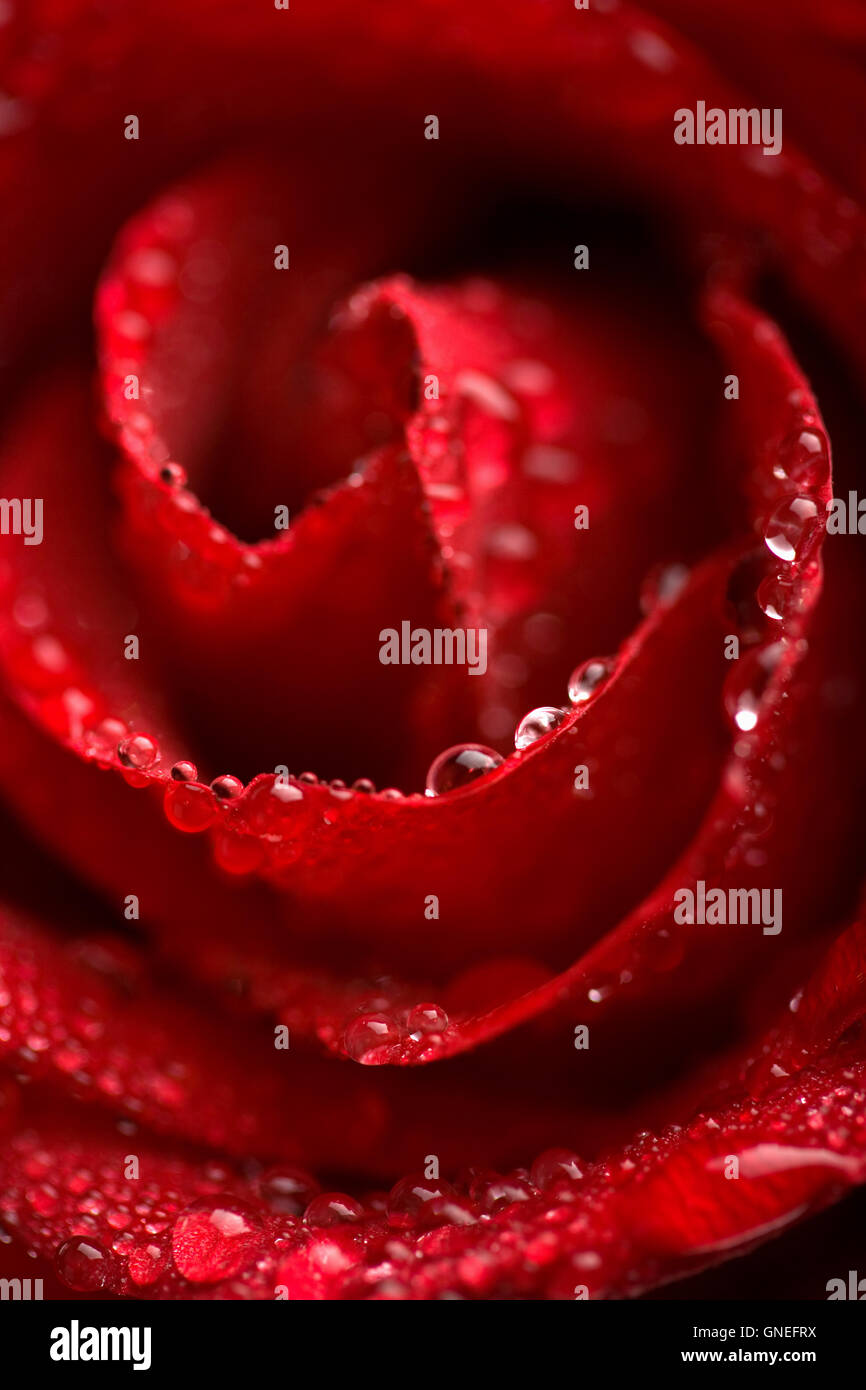 beautiful red rose with water droplets (shallow focus Stock Photo - Alamy